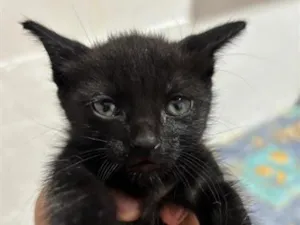 Gato raça SRD-ViraLata idade 2 a 6 meses nome Elvira