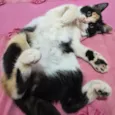 Gigi