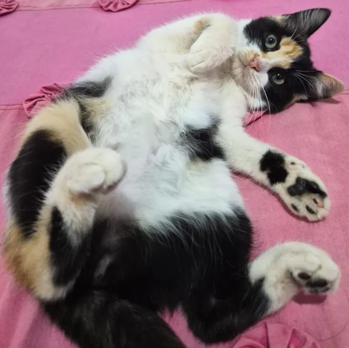 Gato raça SRD-ViraLata idade 2 a 6 meses nome Gigi