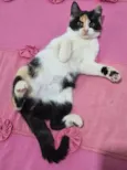 Gigi