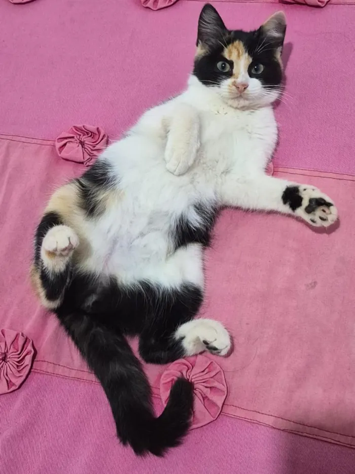 Gato raça SRD-ViraLata idade 2 a 6 meses nome Gigi