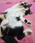 Gigi