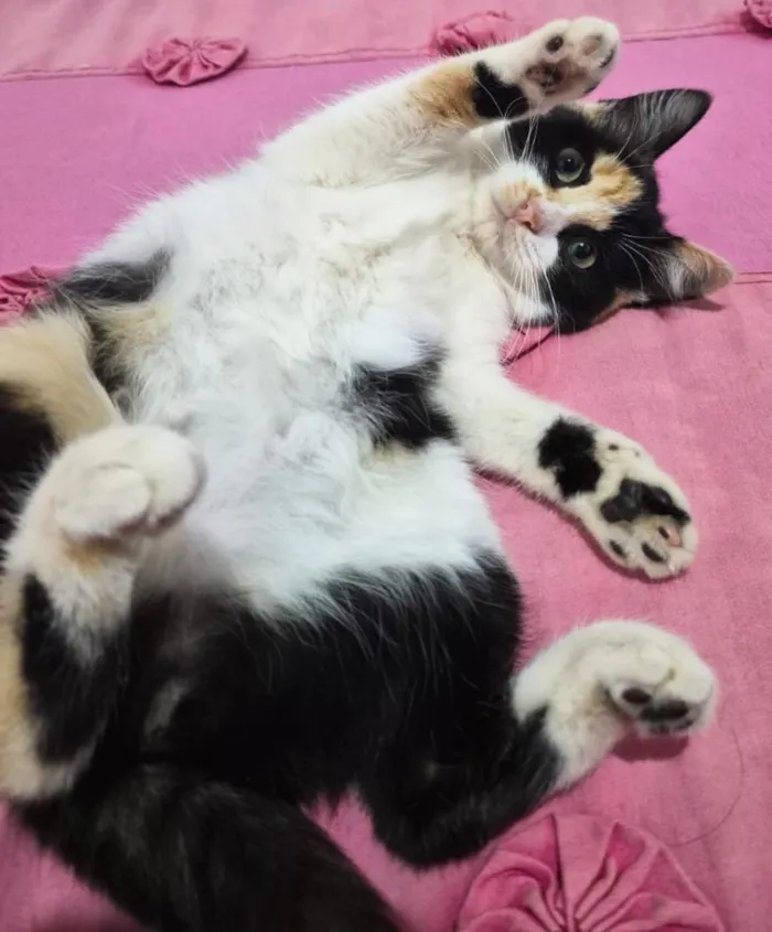 Gato raça SRD-ViraLata idade 2 a 6 meses nome Gigi