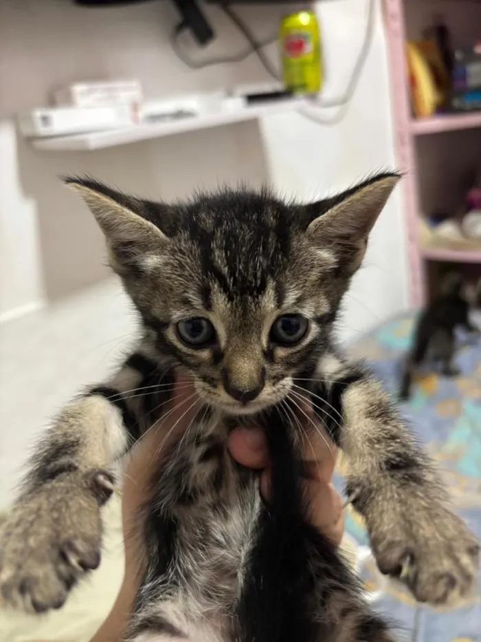 Gato raça SRD-ViraLata idade 2 a 6 meses nome Kylo