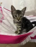 Kylo