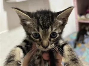 Gato raça SRD-ViraLata idade 2 a 6 meses nome Kylo