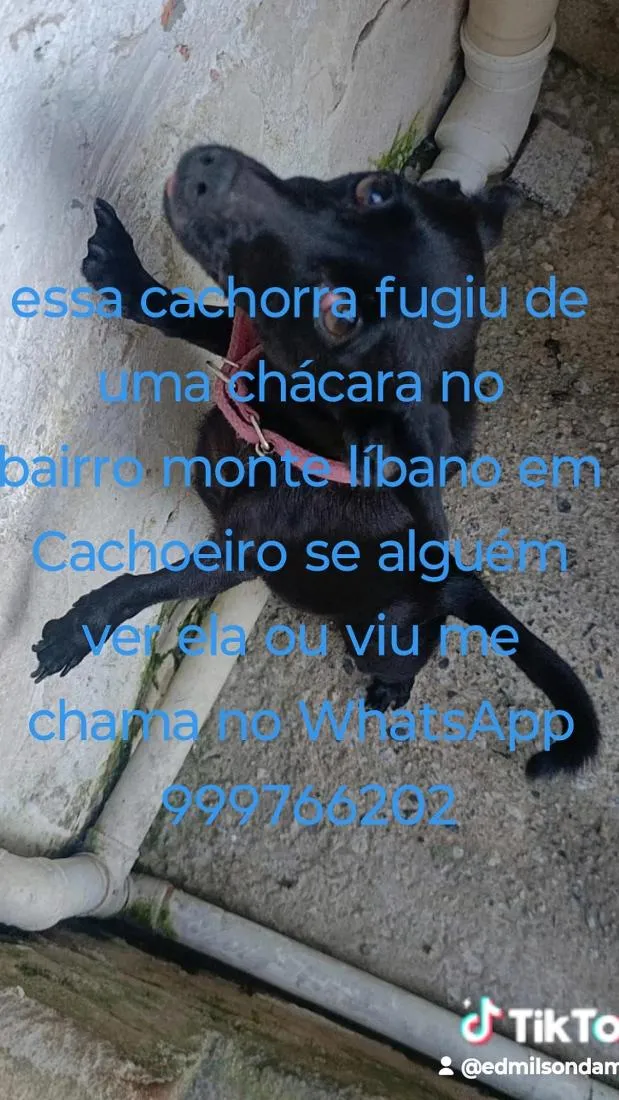Cachorro raça SRD-ViraLata idade 2 anos nome Bolinha