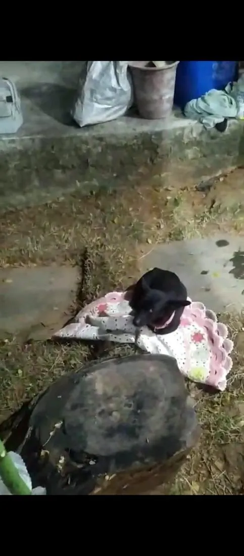 Cachorro raça SRD-ViraLata idade 2 anos nome Bolinha