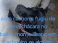 Bolinha