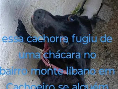 Cachorro raça SRD-ViraLata idade 2 anos nome Bolinha