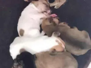 Cachorro raça SRD-ViraLata idade Abaixo de 2 meses nome todos sem nome
