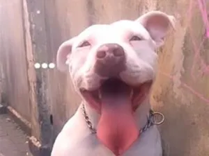 Cachorro raça Pit-Bull idade 4 anos nome Duque