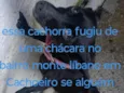 Bolinha