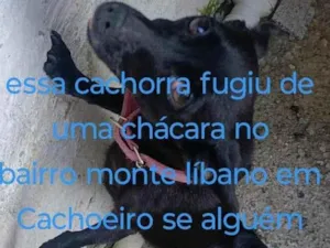 Cachorro raça SRD-ViraLata idade 2 anos nome Bolinha