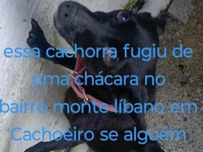 Cachorro raça SRD-ViraLata idade 2 anos nome Bolinha