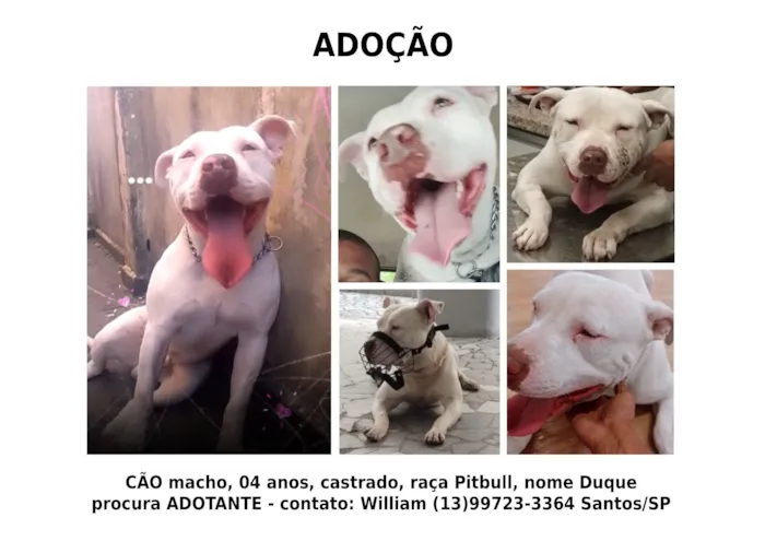 Cachorro raça Pit-Bull idade 4 anos nome Duque