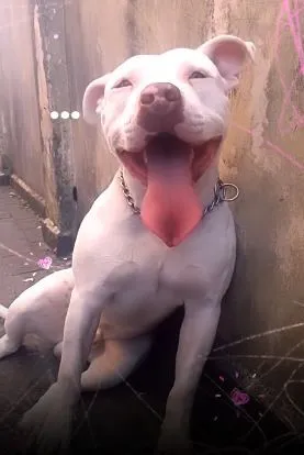 Cachorro raça Pit-Bull idade 4 anos nome Duque