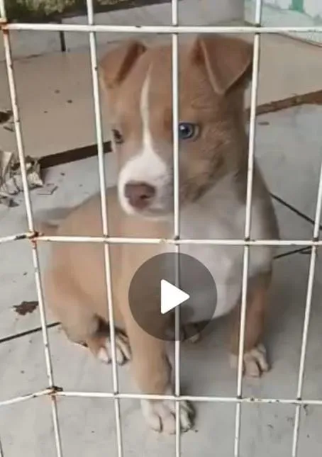 Cachorro raça Pit-Bull idade 2 a 6 meses nome Crypto