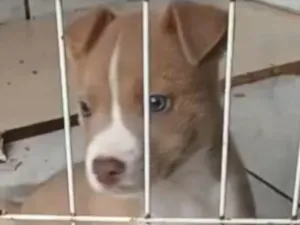Cachorro raça Pit-Bull idade 2 a 6 meses nome Crypto
