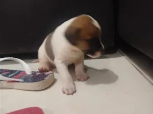 Cachorro raça SRD-ViraLata idade Abaixo de 2 meses nome nao tem nome ainda
