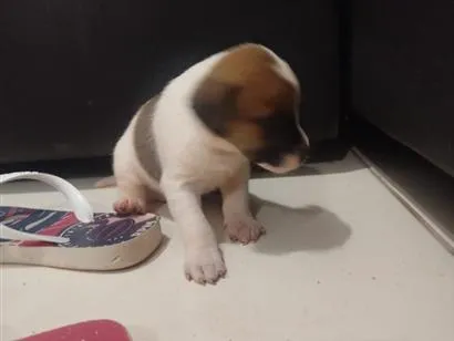 Cachorro raça SRD-ViraLata idade Abaixo de 2 meses nome nao tem nome ainda