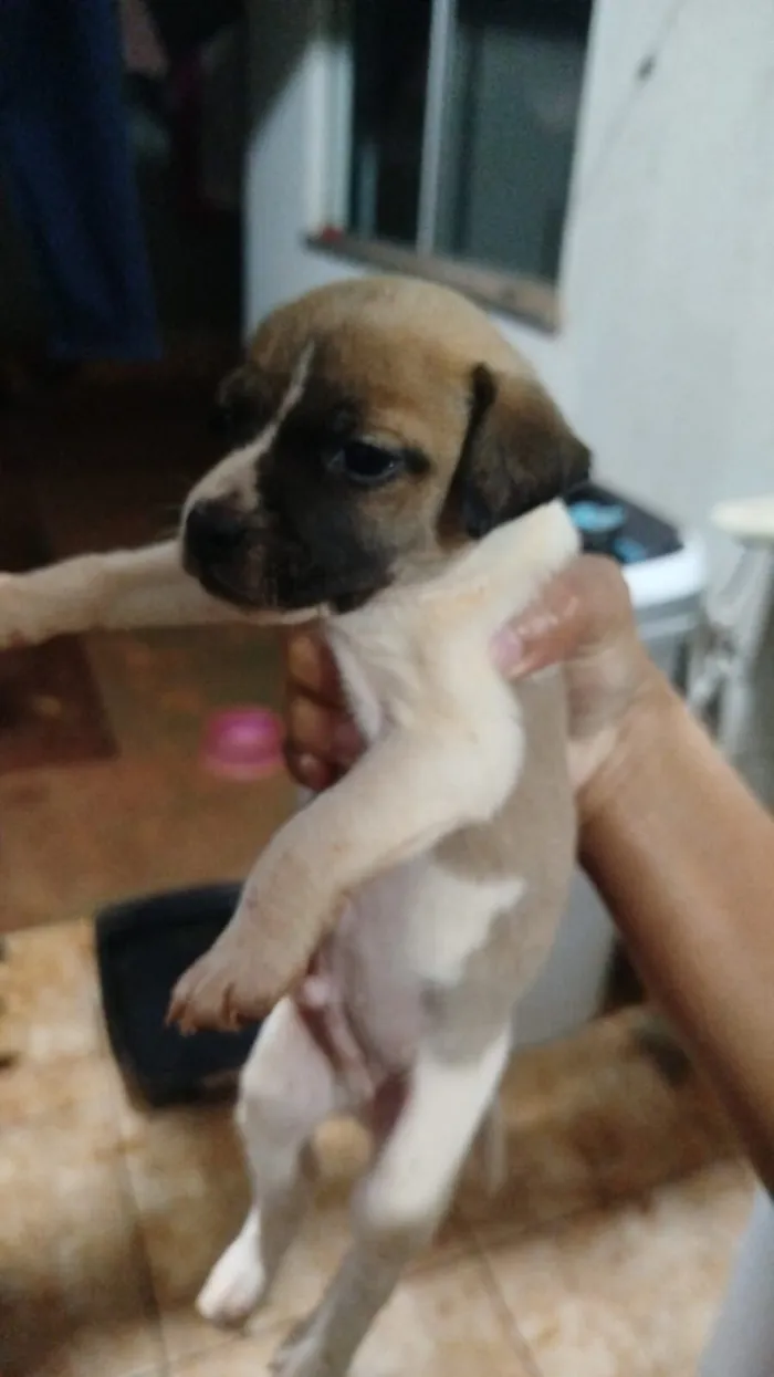 Cachorro raça SRD-ViraLata idade Abaixo de 2 meses nome nao tem nome ainda