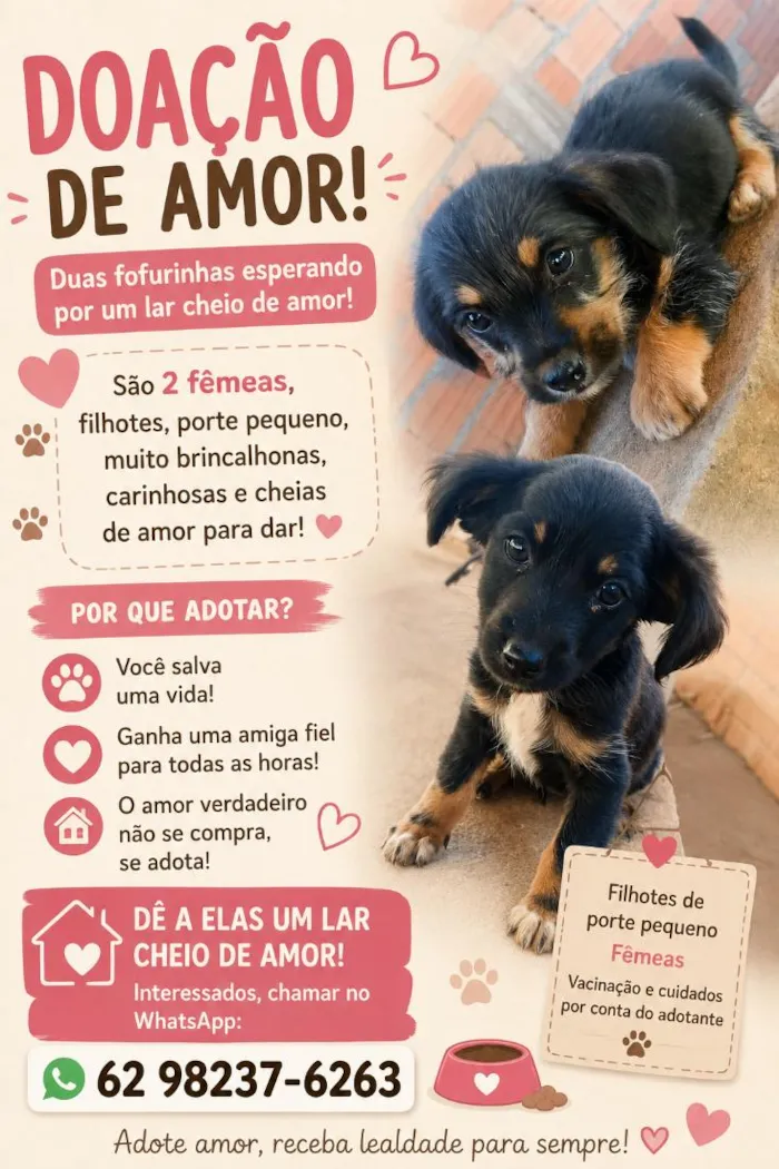Cachorro raça SRD-ViraLata idade 2 a 6 meses nome Nao dei nome