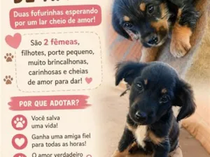 Cachorro raça SRD-ViraLata idade 2 a 6 meses nome Nao dei nome