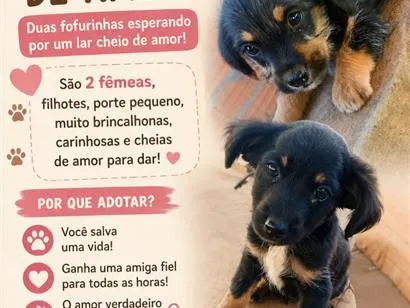 Cachorro raça SRD-ViraLata idade 2 a 6 meses nome Nao dei nome