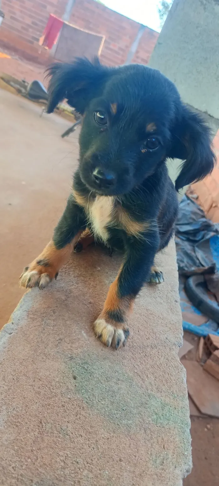 Cachorro raça SRD-ViraLata idade 2 a 6 meses nome Nao dei nome