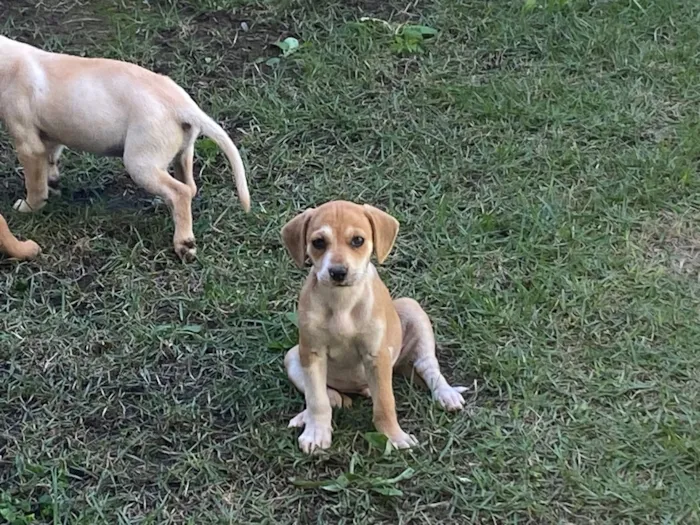 Cachorro raça SRD-ViraLata idade 2 a 6 meses nome Cauã