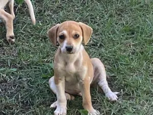 Cachorro raça SRD-ViraLata idade 2 a 6 meses nome Cauã