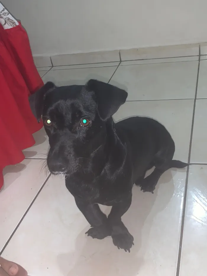 Cachorro raça SRD-ViraLata idade 3 anos nome Rex