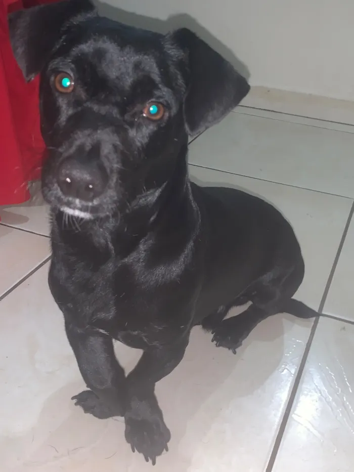 Cachorro raça SRD-ViraLata idade 3 anos nome Rex