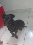 Rex