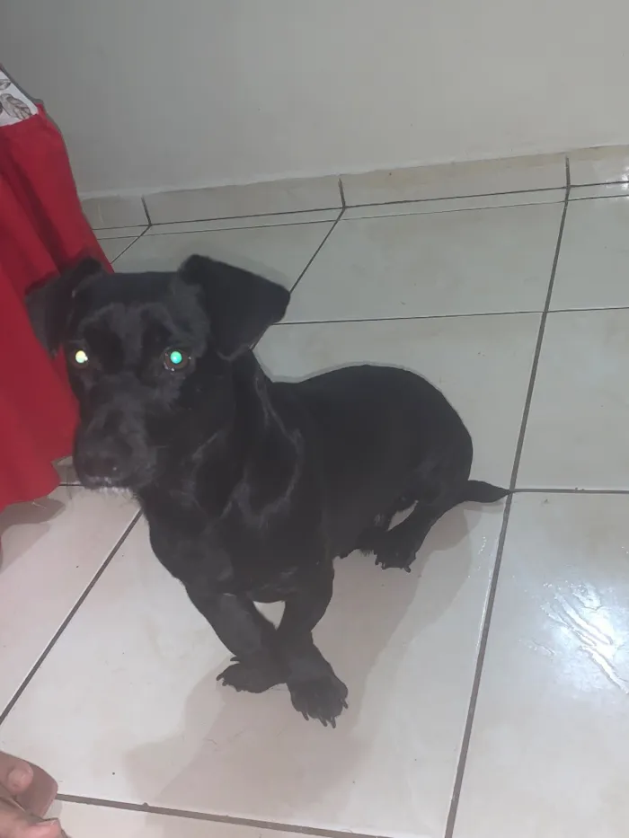 Cachorro raça SRD-ViraLata idade 3 anos nome Rex
