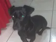 Rex