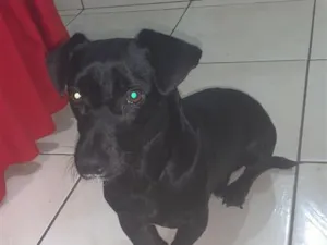 Cachorro raça SRD-ViraLata idade 3 anos nome Rex