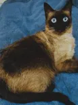 Wiu