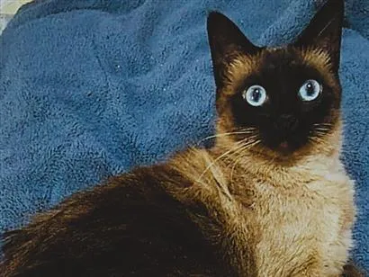 Gato raça Siamês idade 3 anos nome Wiu