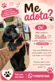 Stella