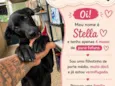 Stella