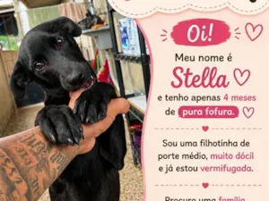Cachorro raça SRD-ViraLata idade 2 a 6 meses nome Stella
