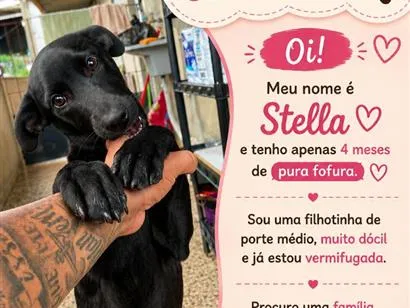Cachorro raça SRD-ViraLata idade 2 a 6 meses nome Stella
