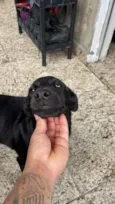 Stella