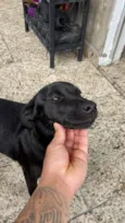 Stella