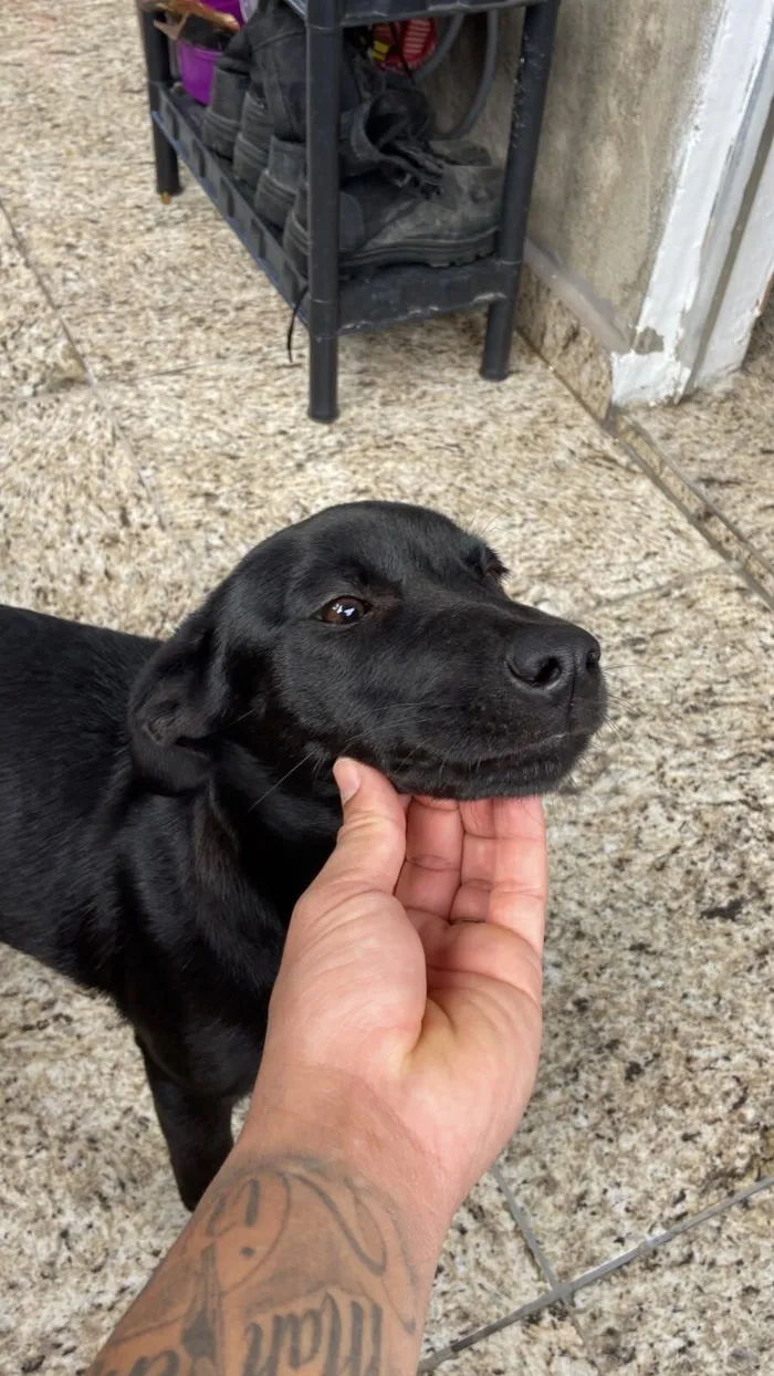 Cachorro raça SRD-ViraLata idade 2 a 6 meses nome Stella