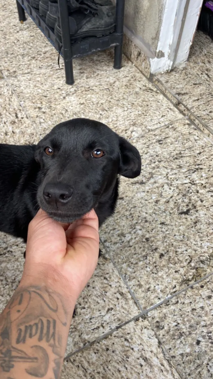 Cachorro raça SRD-ViraLata idade 2 a 6 meses nome Stella