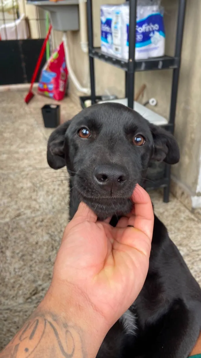 Cachorro raça SRD-ViraLata idade 2 a 6 meses nome Stella