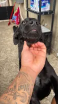Stella
